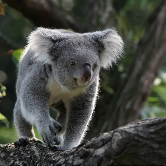 🆕J. Crew Velvet Rhinestone Mules - Picture 9 of 13